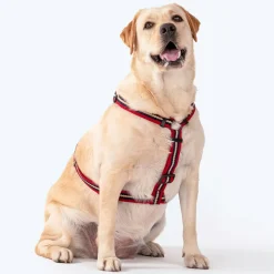 HUFT Retro Vibes Dog H-Harness - Maroon & Navy