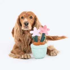 HUFT Star Power Squeaky Plush Toy For Dog - Multicolor