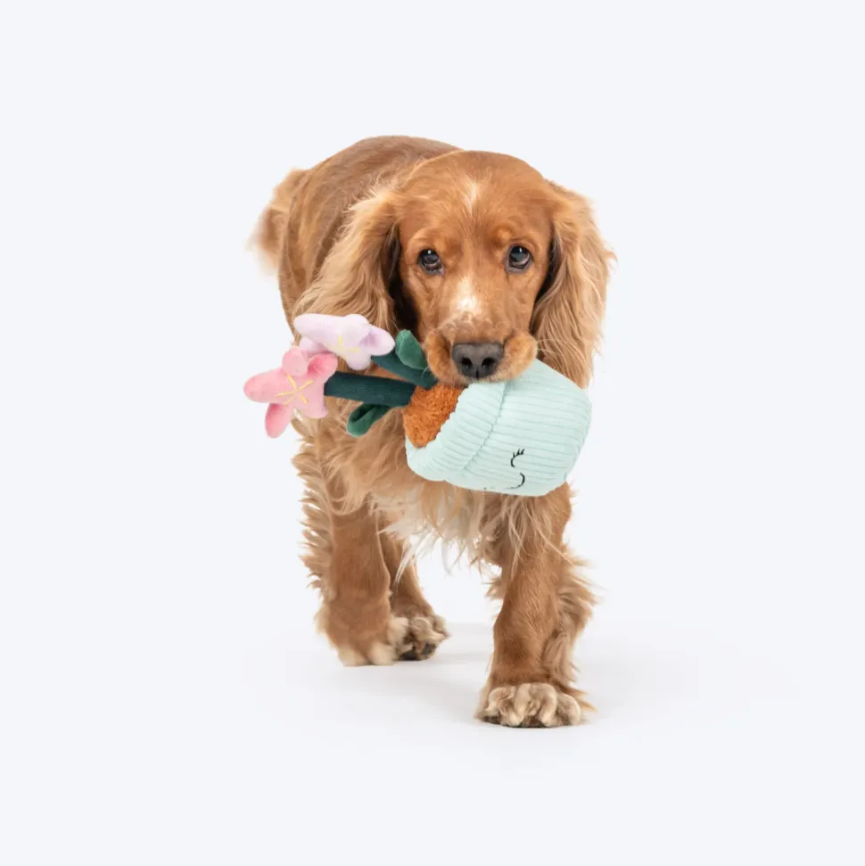 HUFT Star Power Squeaky Plush Toy For Dog - Multicolor