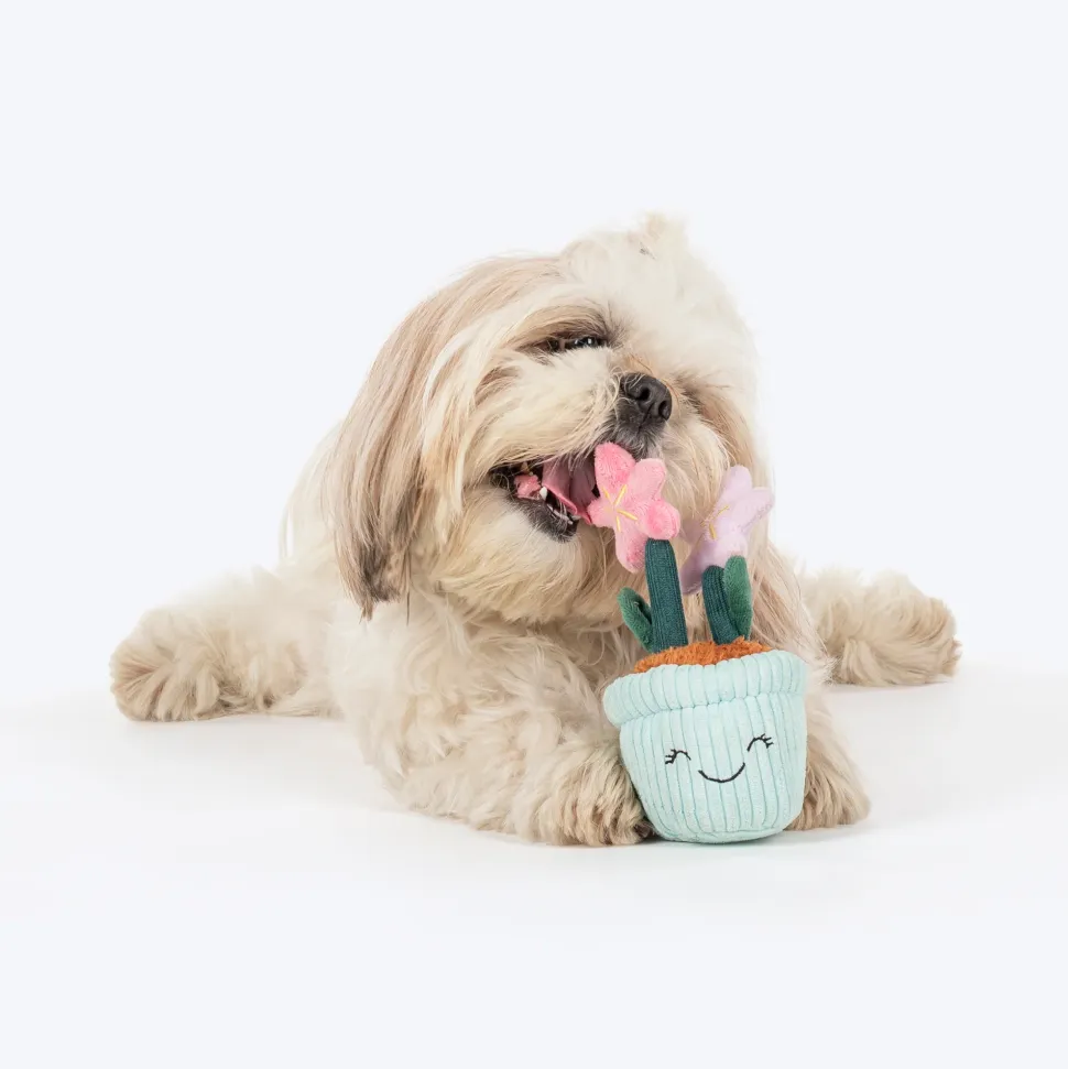 HUFT Star Power Squeaky Plush Toy For Dog - Multicolor