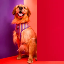 HUFT Sunny Stride Dog Reversible Harness