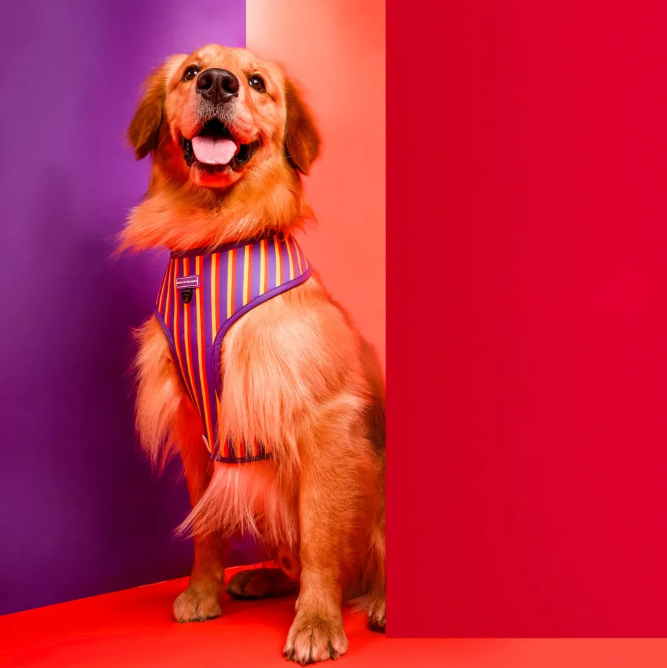 HUFT Sunny Stride Dog Reversible Harness