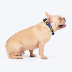 HUFT Technicolor Tartan Collar For Dog - Multicolor