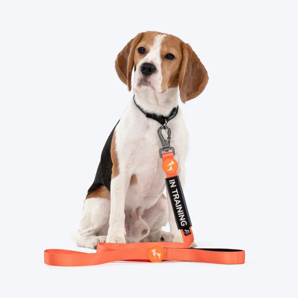 HUFT Trooper Walking Aid Leash & Collar Insert (In Training)