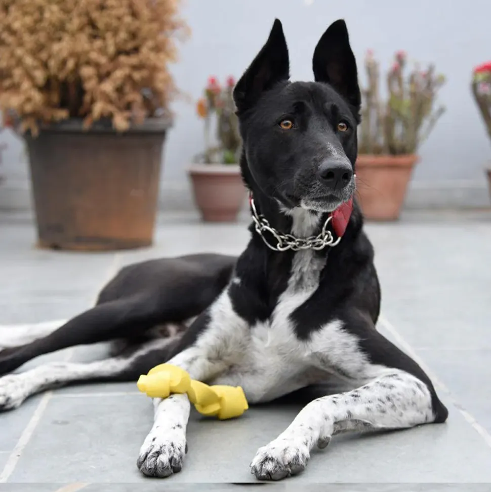 HUFT Twistee Collection Dog Chew Toy - Fetch & Chew