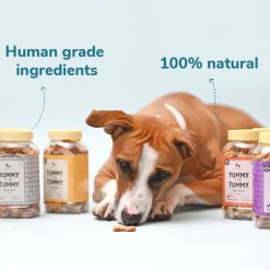 HUFT Yummy In My Tummy Banana & Oats Vegetarian Dog Biscuits - 800 gm