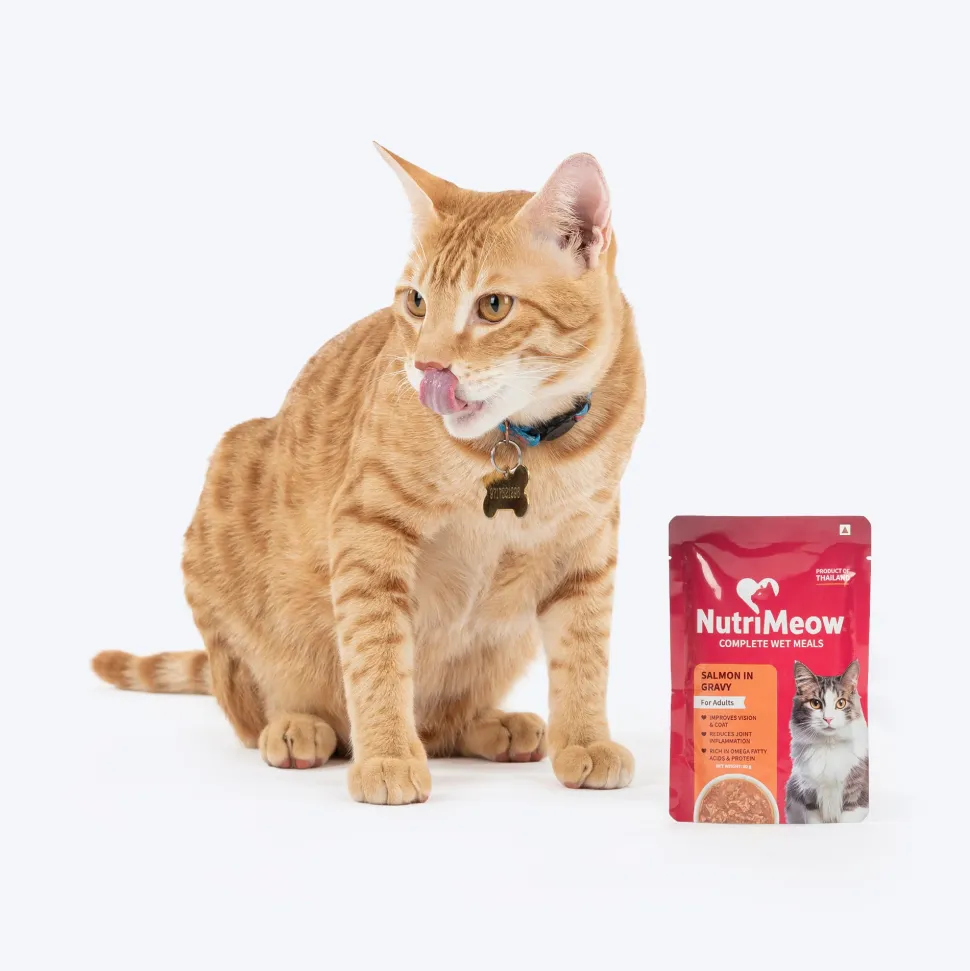 NutriMeow Salmon In Gravy Wet Food For Adult Cat - 80 gm