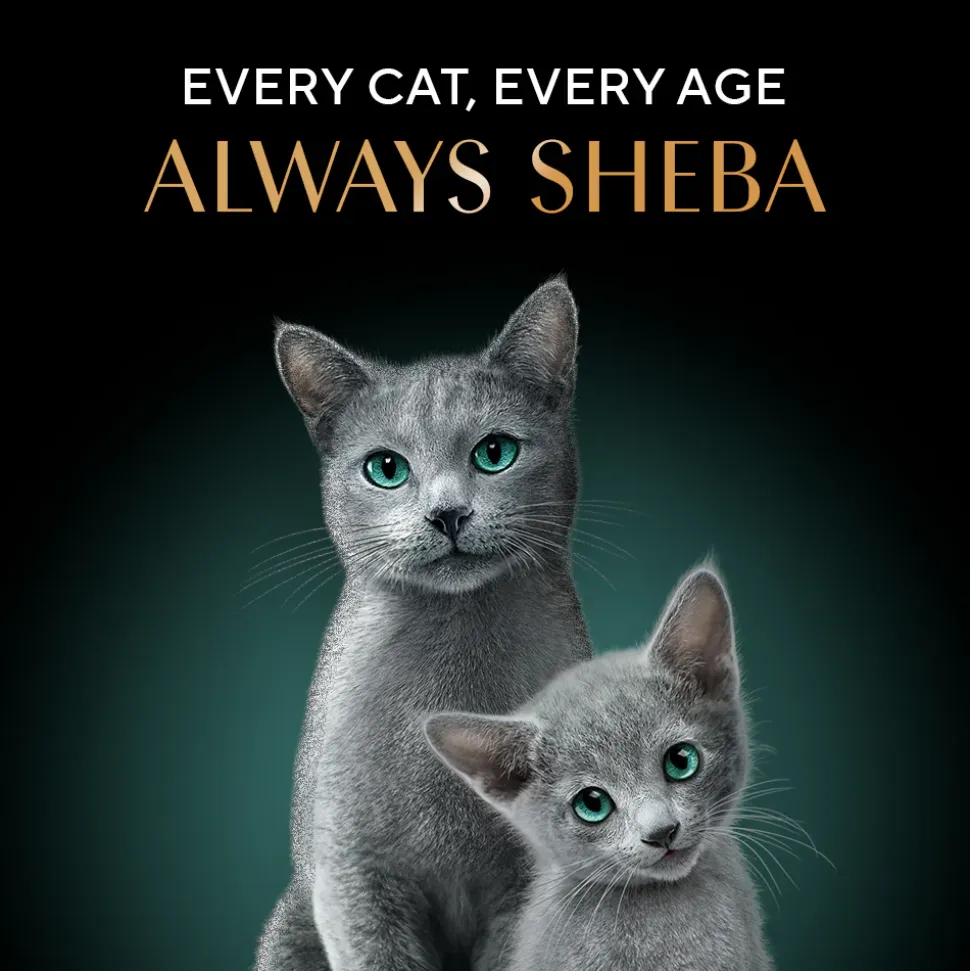 Sheba Deluxe Premium (1+ Years) Tuna Flakes & Salmon In Gravy Adult Cat Wet Food - 85 gm - Pack