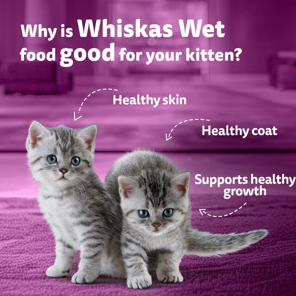 Whiskas Mackerel In Jelly Wet Food For Junior (2-12 Months) Kitten - 80 gm Pack